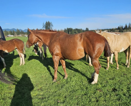 HorseID: 2313816 Miss Execute Kid - PhotoID: 1099351