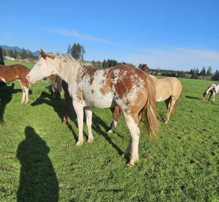 HorseID: 2313816 Miss Execute Kid - PhotoID: 1099352