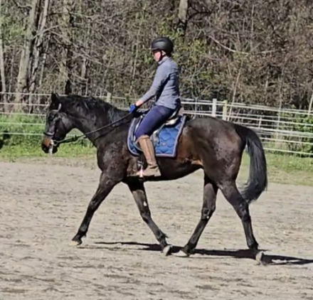 HorseID: 2313819 Wink and a Nod - PhotoID: 1099353