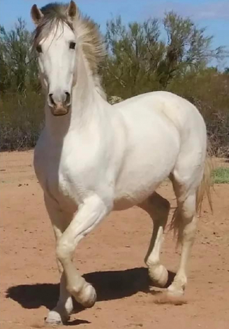 HorseID: 2313822 Huricân Del Encanto - PhotoID: 1099332