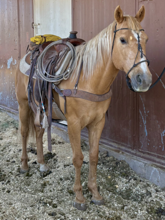 HorseID: 2313823 Golden - PhotoID: 1099355