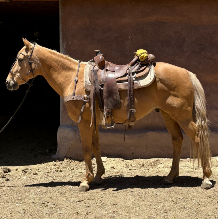 HorseID: 2313823 Golden - PhotoID: 1099356