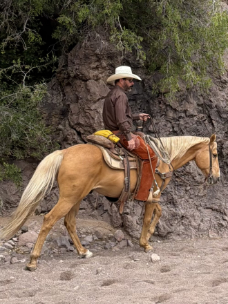 HorseID: 2313823 Golden - PhotoID: 1099401