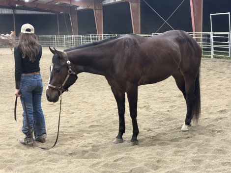 HorseID: 2313825 Can’t Miss This Cowboy - PhotoID: 1099360