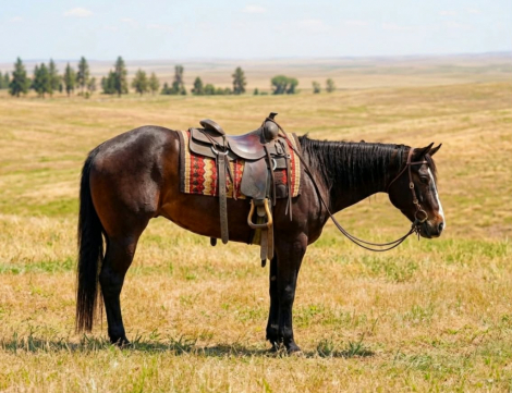 HorseID: 2313825 Can’t Miss This Cowboy - PhotoID: 1099361