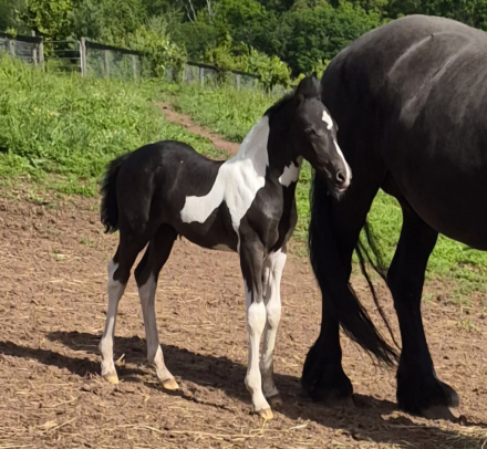 HorseID: 2313826 Ranger LHF - PhotoID: 1099718