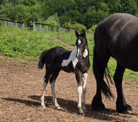 HorseID: 2313826 Ranger LHF - PhotoID: 1099719