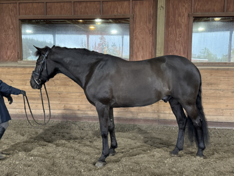 HorseID: 2313832 Second Chances - PhotoID: 1099375