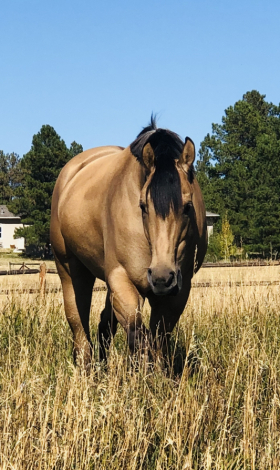 HorseID: 2313833 ZIP WITH DYNASTY - PhotoID: 1099390