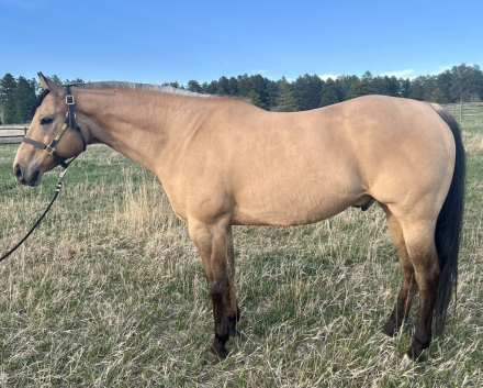 HorseID: 2313833 ZIP WITH DYNASTY - PhotoID: 1099391