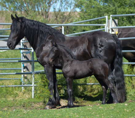 HorseID: 2313835 Full Friesian colt - PhotoID: 1099366