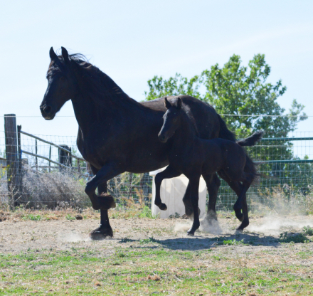 HorseID: 2313835 Full Friesian colt - PhotoID: 1099367