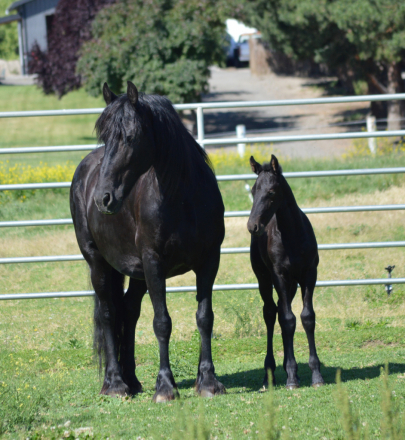 HorseID: 2313835 Full Friesian colt - PhotoID: 1099368
