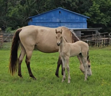 HorseID: 2313837 Bentley - PhotoID: 1099370