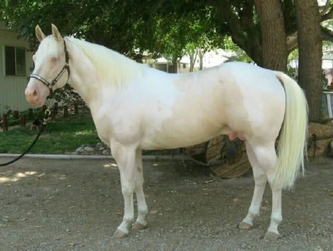 HorseID: 2313839 Goldmaker - PhotoID: 1099371