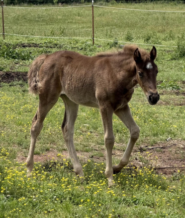 HorseID: 2313840 Violet - PhotoID: 1099372
