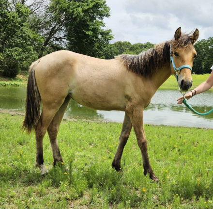 HorseID: 2313842 ARW DOLLY DUN GOT CENTS - PhotoID: 1099373
