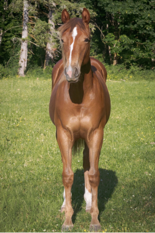 HorseID: 2313848 Electric Whiz Kid - PhotoID: 1099377