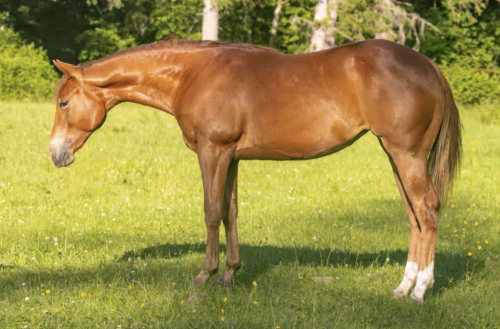 HorseID: 2313848 Electric Whiz Kid - PhotoID: 1099378