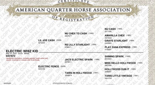 HorseID: 2313848 Electric Whiz Kid - PhotoID: 1099379