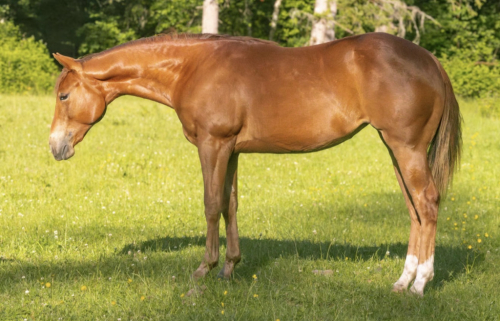 HorseID: 2313848 Electric Whiz Kid - PhotoID: 1099378
