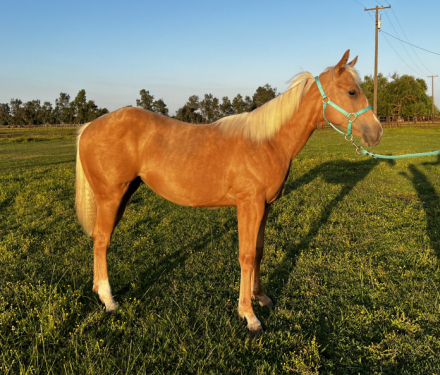 HorseID: 2313854 GOTTA ROYAL SPIN - PhotoID: 1099382