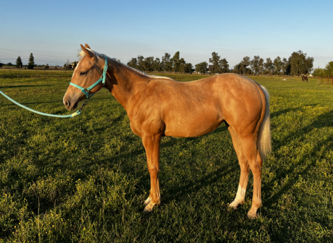 HorseID: 2313854 GOTTA ROYAL SPIN - PhotoID: 1099431