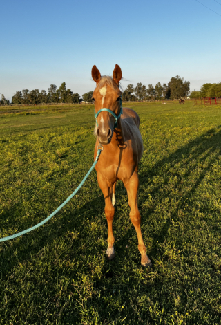 HorseID: 2313854 GOTTA ROYAL SPIN - PhotoID: 1099432