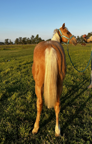 HorseID: 2313854 GOTTA ROYAL SPIN - PhotoID: 1099433