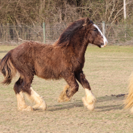 HorseID: 2313862 ChatterHouse Ta-Da - PhotoID: 1099384