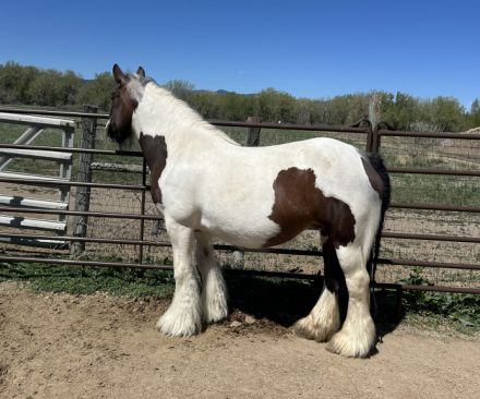 HorseID: 2313866 Belle Tone - PhotoID: 1099393