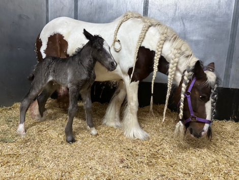 HorseID: 2313866 Belle Tone - PhotoID: 1099394