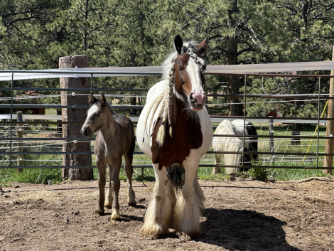 HorseID: 2313866 Belle Tone - PhotoID: 1099395