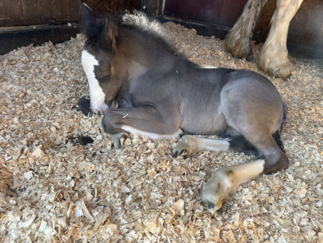 HorseID: 2313867 Sir - PhotoID: 1099397