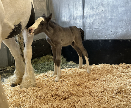 HorseID: 2313867 Sir - PhotoID: 1099398