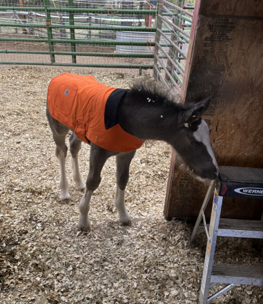 HorseID: 2313867 Sir - PhotoID: 1099399