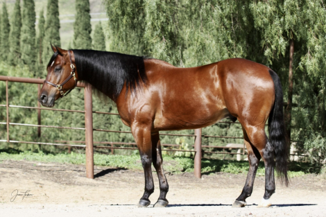 HorseID: 2313868 DW Speedy Bob - PhotoID: 1099402