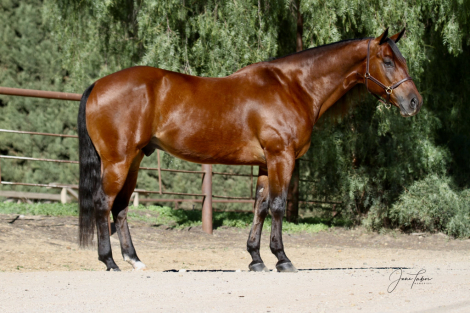 HorseID: 2313868 DW Speedy Bob - PhotoID: 1099403