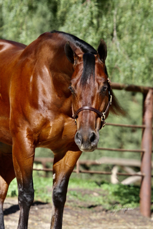 HorseID: 2313868 DW Speedy Bob - PhotoID: 1099404