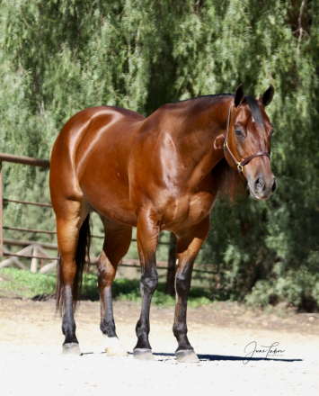 HorseID: 2313868 DW Speedy Bob - PhotoID: 1099405