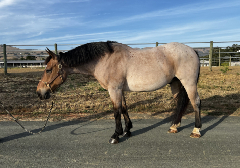 HorseID: 2313877 Chubs - PhotoID: 1099406