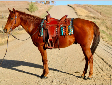 HorseID: 2313879 Tardy'sTwisted Blend - PhotoID: 1099400