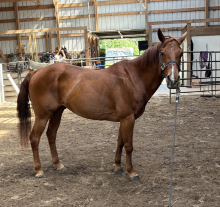 HorseID: 2313879 Tardy'sTwisted Blend - PhotoID: 1099689