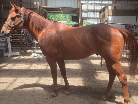 HorseID: 2313879 Tardy'sTwisted Blend - PhotoID: 1099690