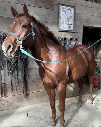 HorseID: 2313879 Tardy'sTwisted Blend - PhotoID: 1099691