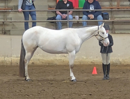HorseID: 2313892 Laced to Impress - PhotoID: 1099428