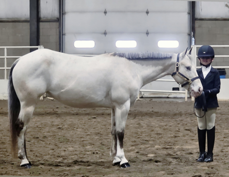 HorseID: 2313892 Laced to Impress - PhotoID: 1099429