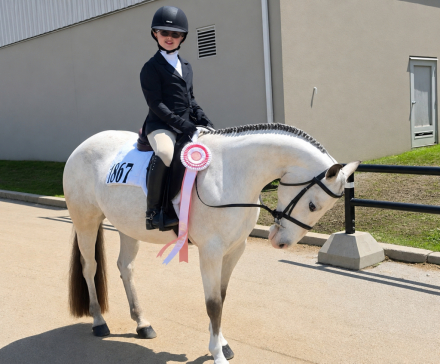 HorseID: 2313892 Laced to Impress - PhotoID: 1099430