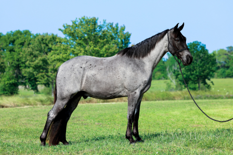 HorseID: 2313897 Bluey - PhotoID: 1099421