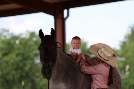 HorseID: 2313897 Bluey - PhotoID: 1099423